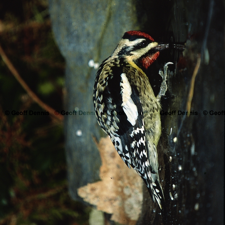 YBSS-BU_Yellow-bellied-Sapsucker