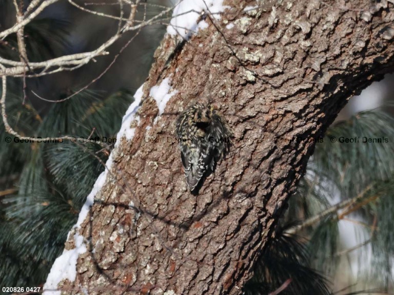 YBSS-BV_Yellow-bellied-Sapsucker