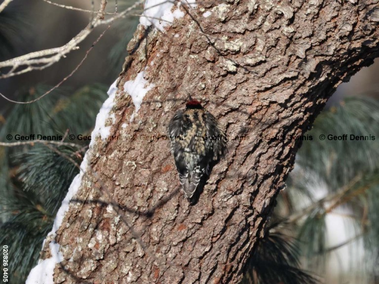YBSS-BW_Yellow-bellied-Sapsucker