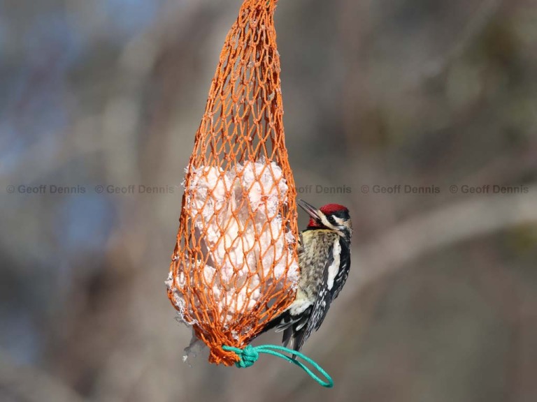 YBSS-BX_Yellow-bellied-Sapsucker