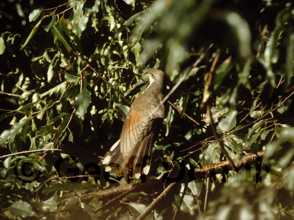 YBCU-AA_Yellow-billed-Cuckoo