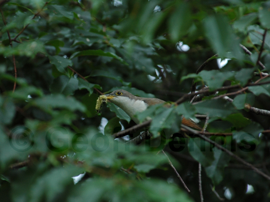 YBCU-AB_Yellow-billed-Cuckoo