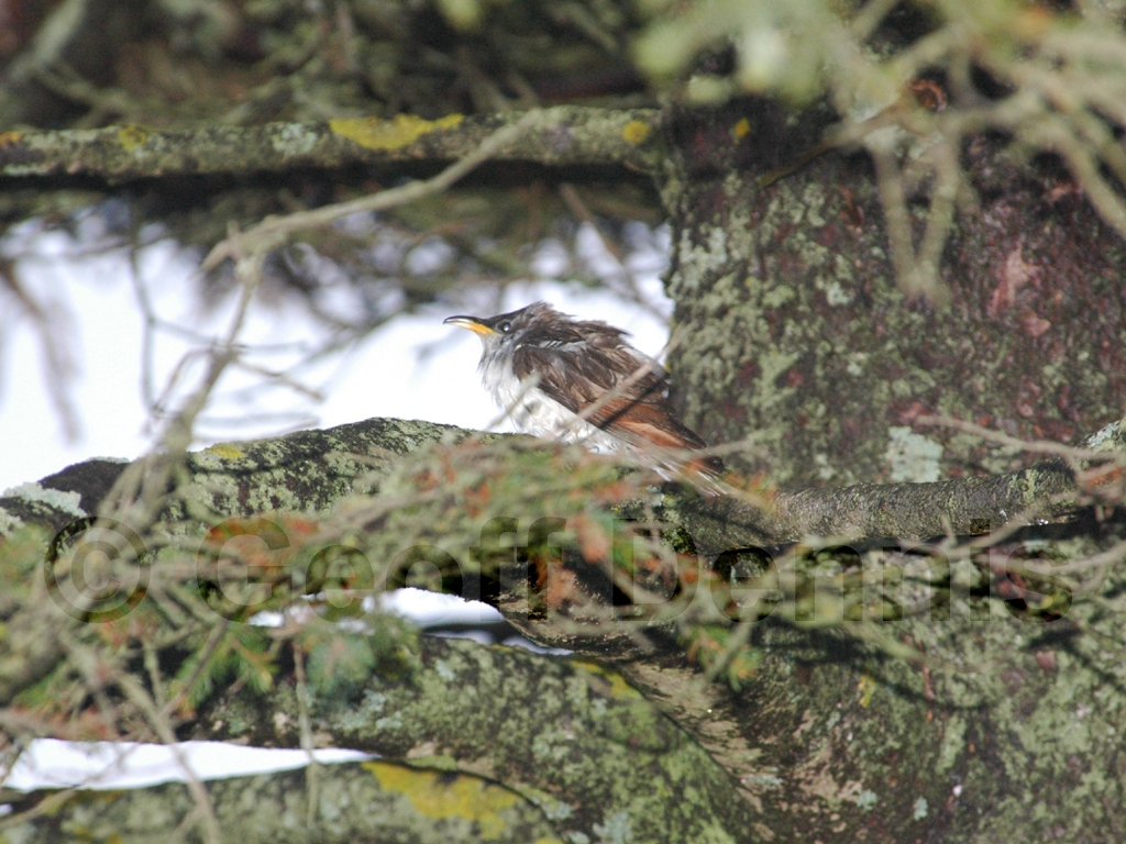 YBCU-AC_Yellow-billed-Cuckoo