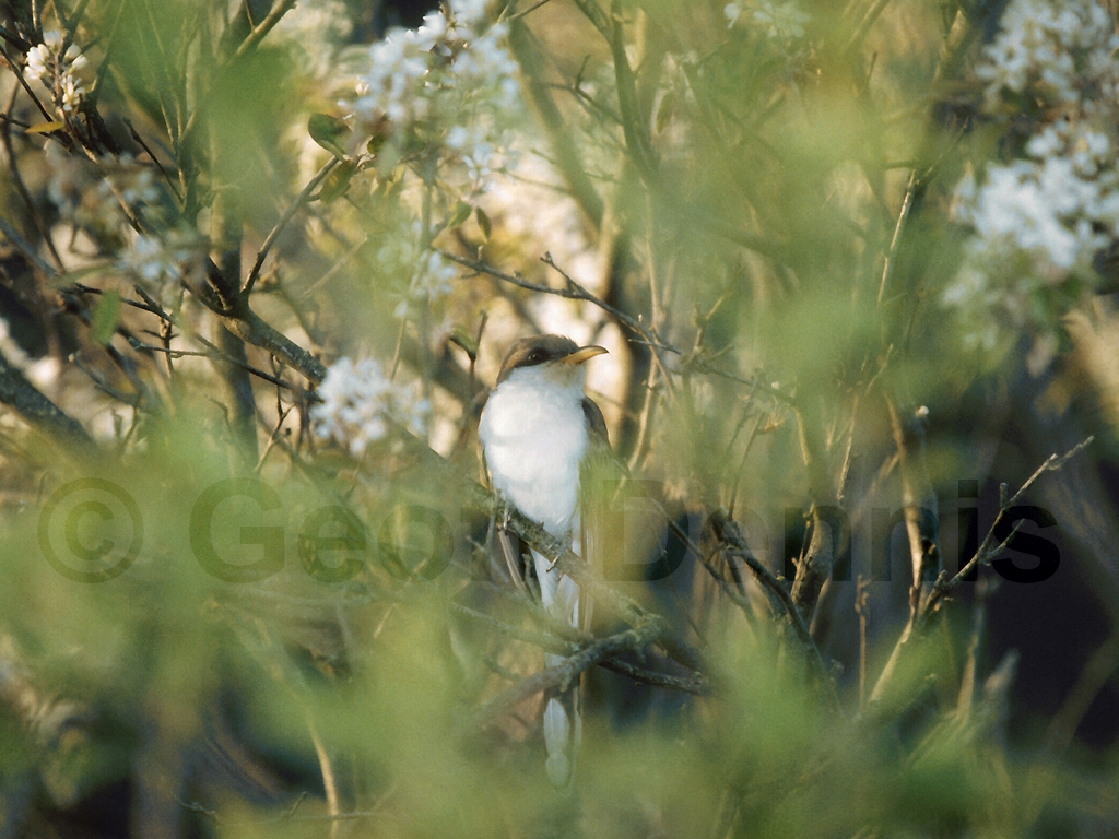YBCU-AD_Yellow-billed-Cuckoo