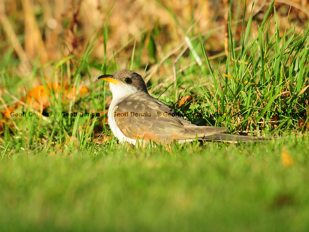 YBCU-AE_Yellow-billed-Cuckoo