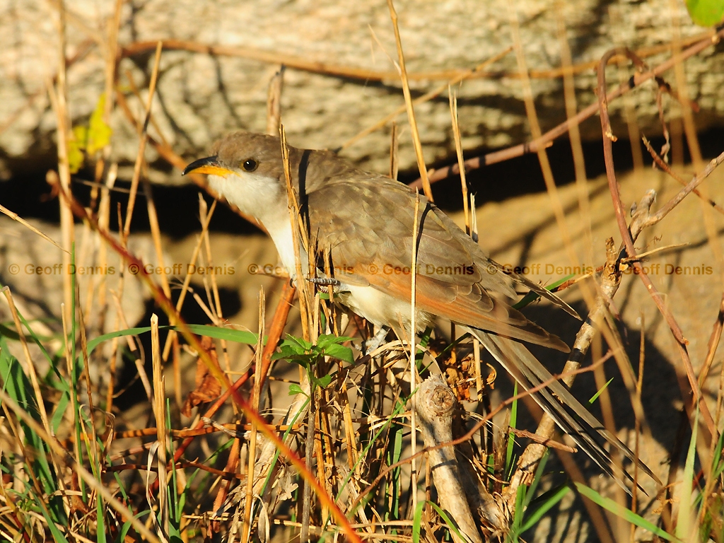 YBCU-AF_Yellow-billed-Cuckoo
