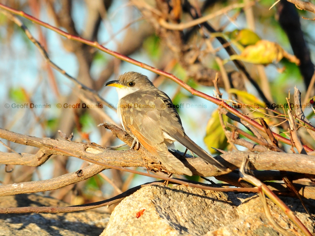 YBCU-AG_Yellow-billed-Cuckoo
