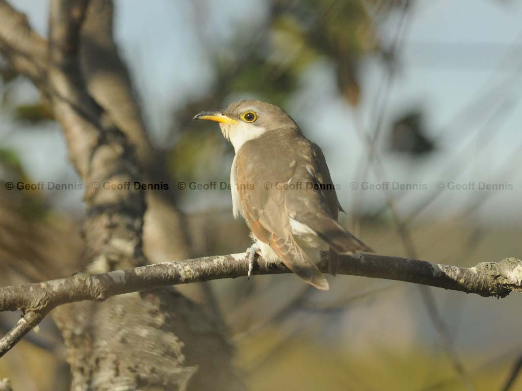 YBCU-AH_Yellow-billed-Cuckoo