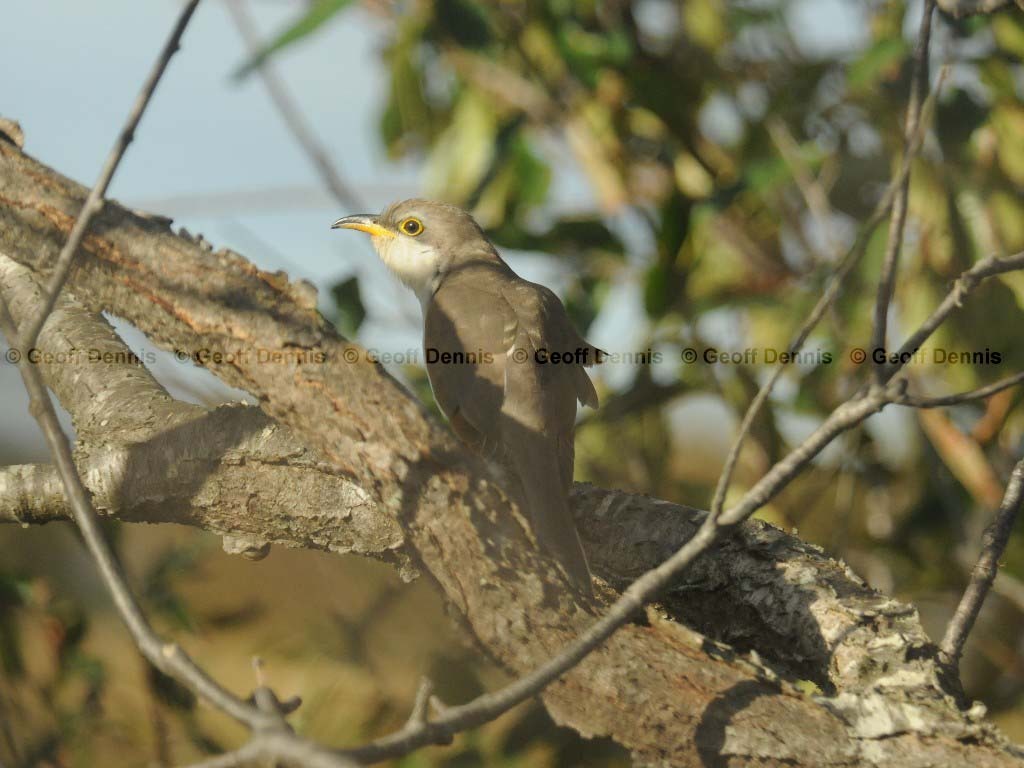 YBCU-AI_Yellow-billed-Cuckoo