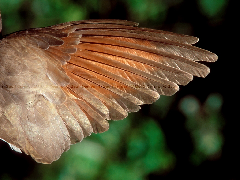YBCU-AJ_Yellow-billed-Cuckoo