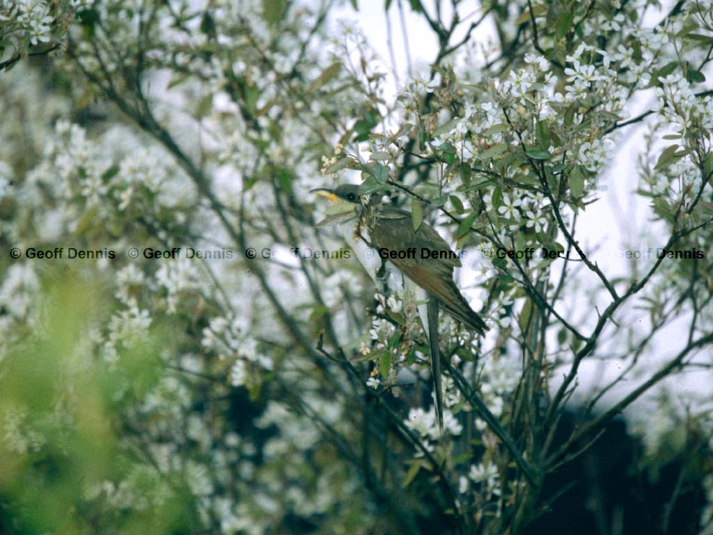 YBCU-AK_Yellow-billed-Cuckoo
