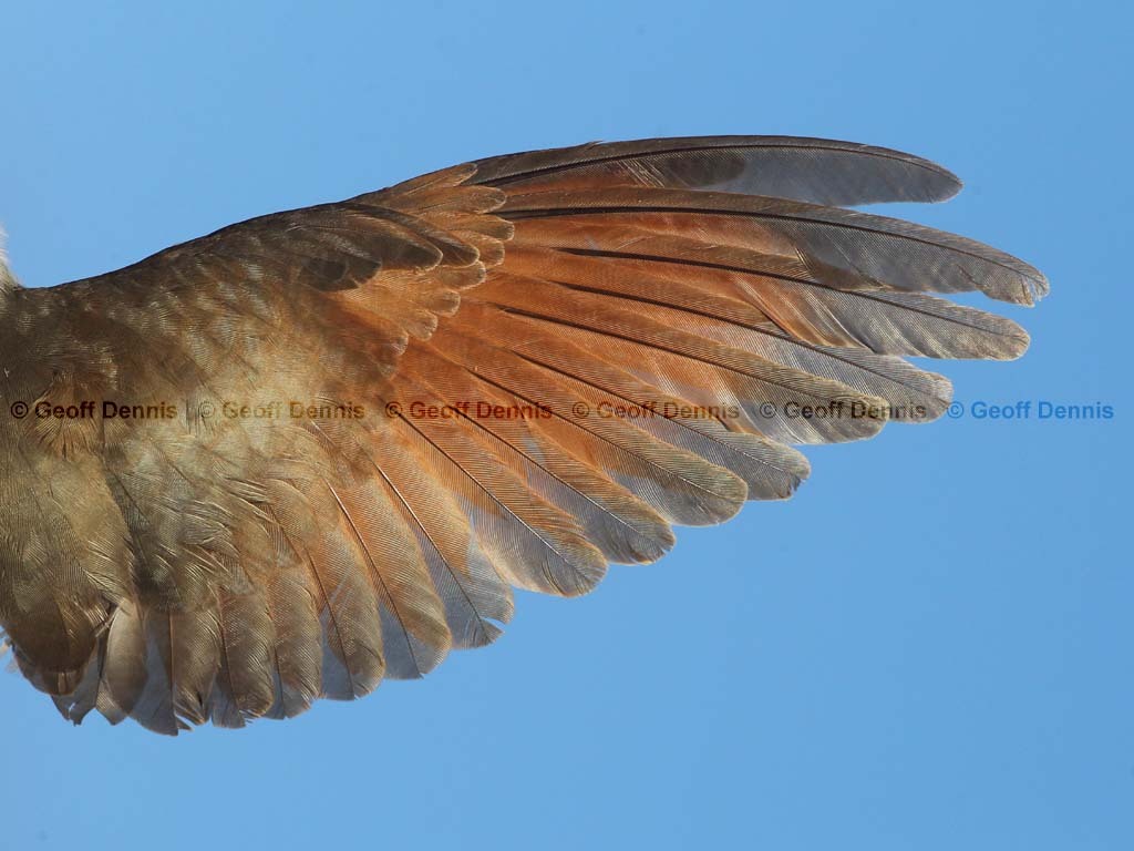 YBCU-AL_Yellow-billed-Cuckoo