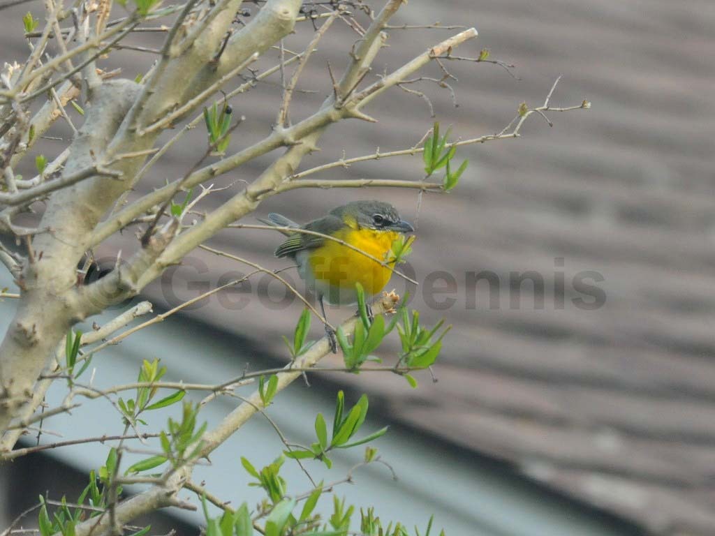 YBCH-AA_Yellow-breasted-Chat