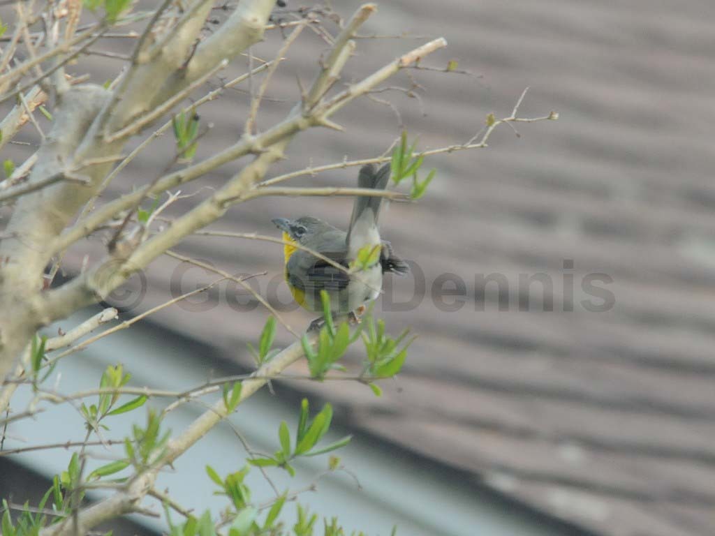 YBCH-AB_Yellow-breasted-Chat