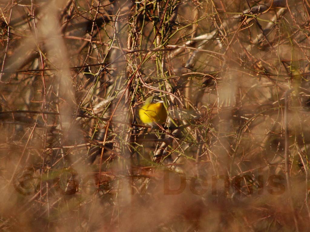YBCH-AC_Yellow-breasted-Chat