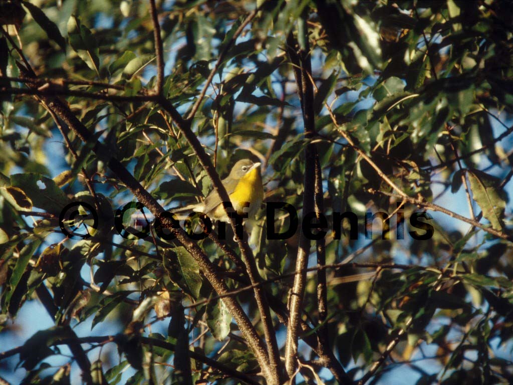 YBCH-AD_Yellow-breasted-Chat