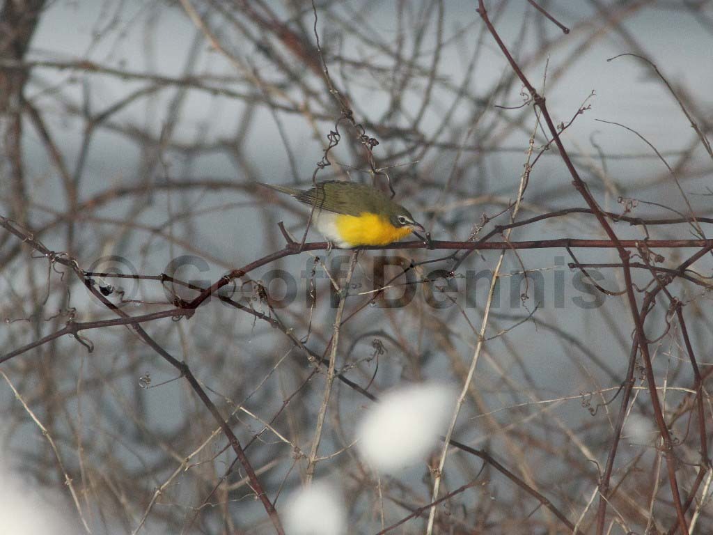 YBCH-AE_Yellow-breasted-Chat