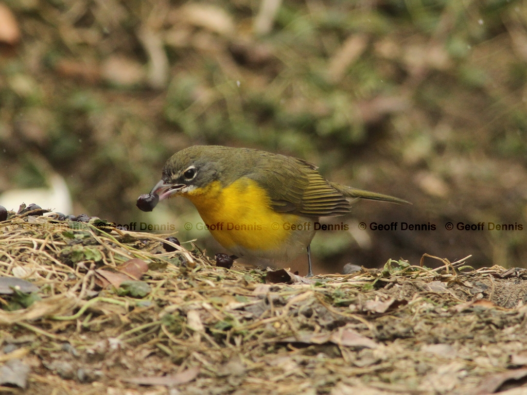 YBCH-AF_Yellow-breasted-Chat