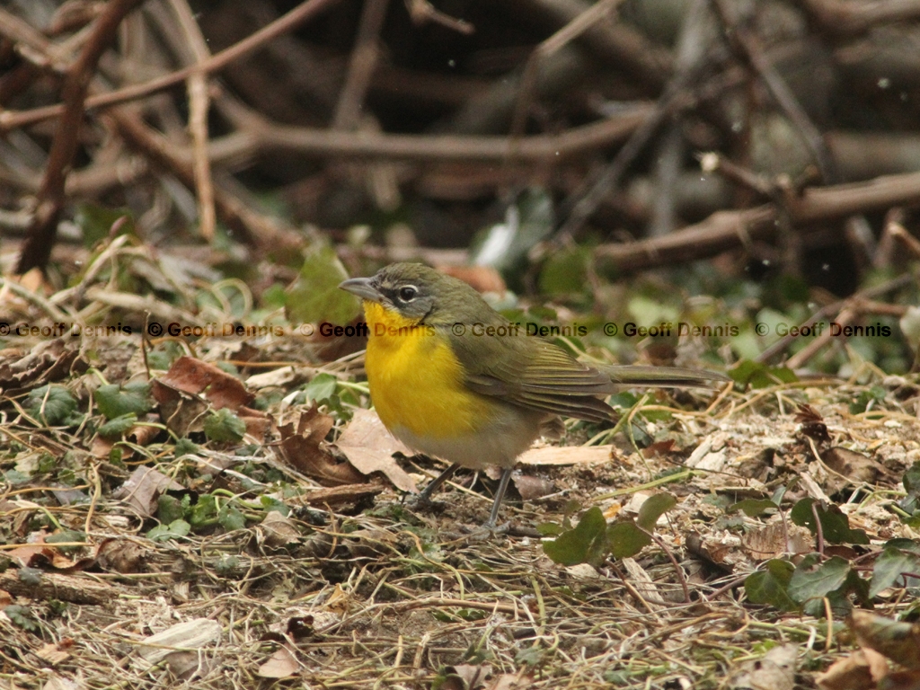 YBCH-AG_Yellow-breasted-Chat