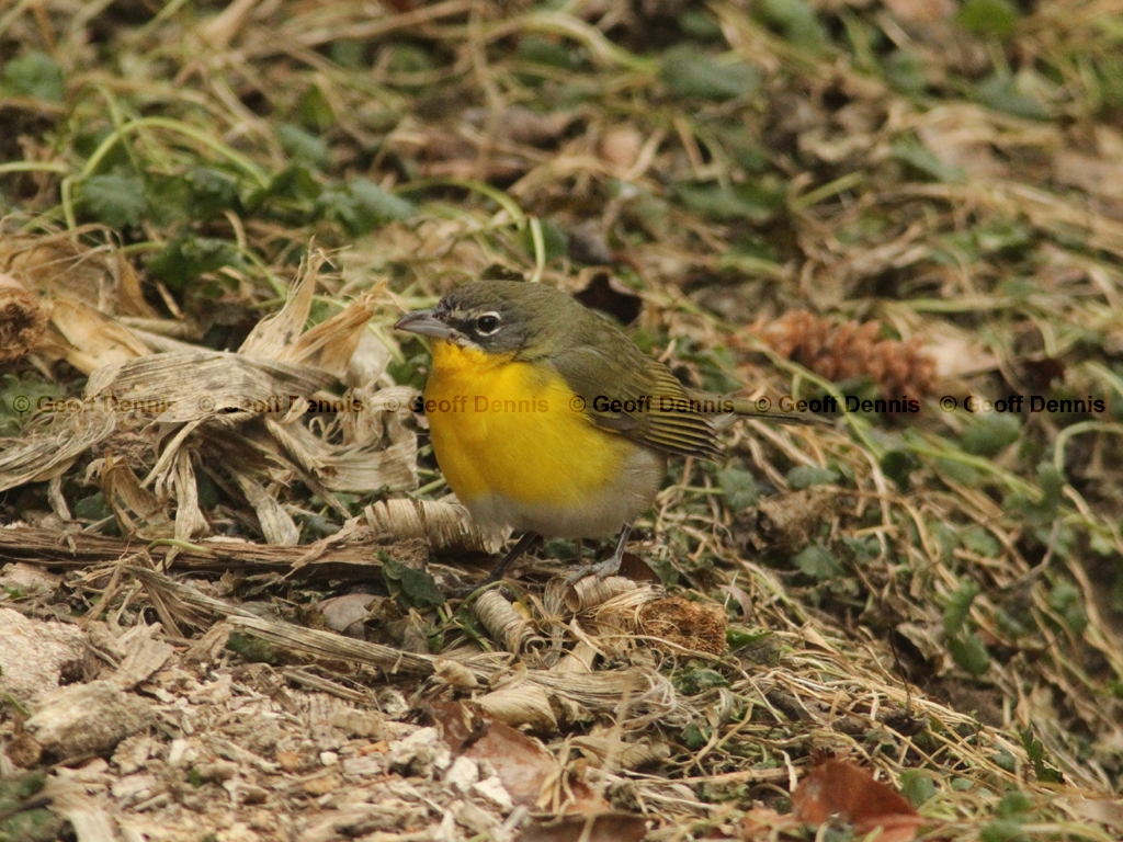 YBCH-AH_Yellow-breasted-Chat