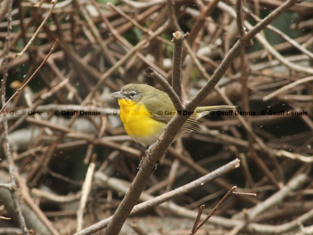 YBCH-AI_Yellow-breasted-Chat