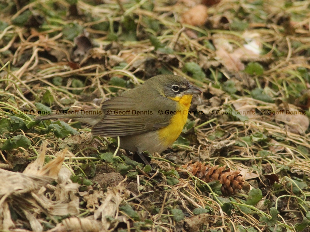 YBCH-AK_Yellow-breasted-Chat