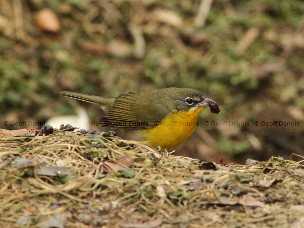 YBCH-AL_Yellow-breasted-Chat