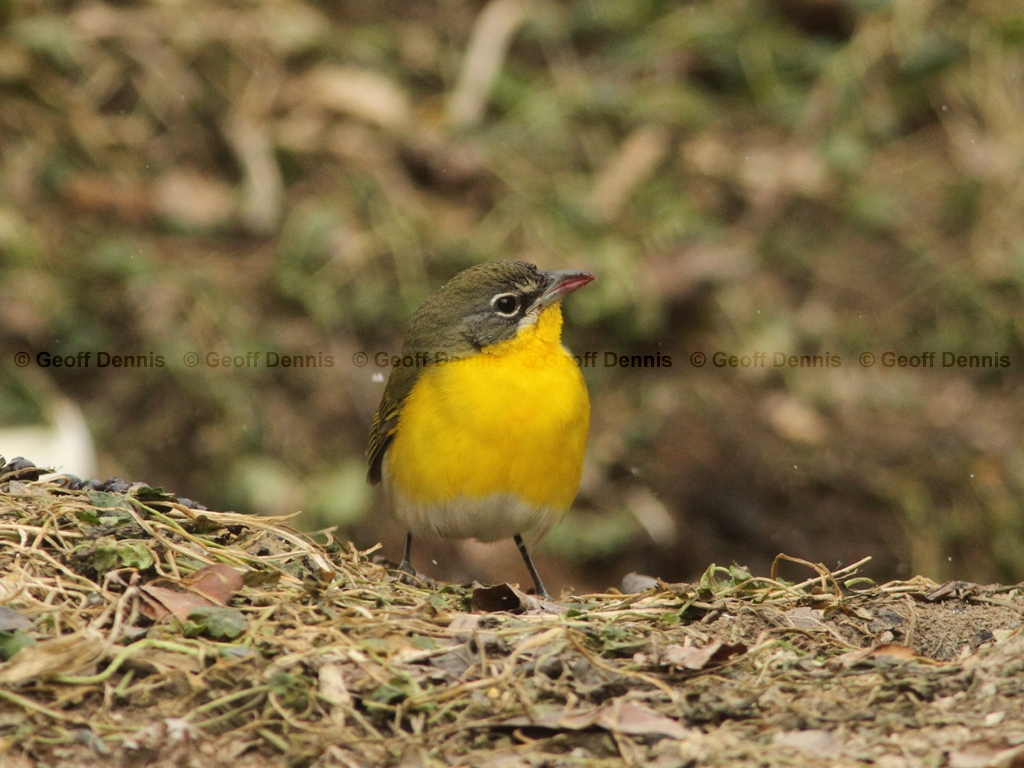 YBCH-AM_Yellow-breasted-Chat