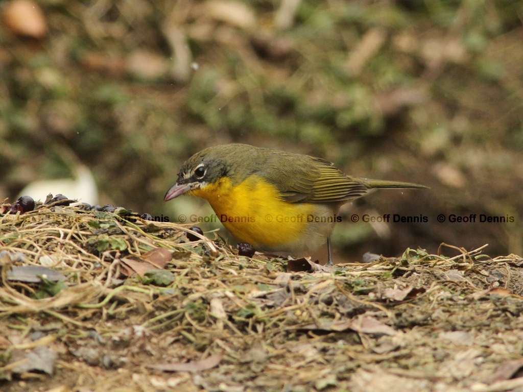 YBCH-AN_Yellow-breasted-Chat