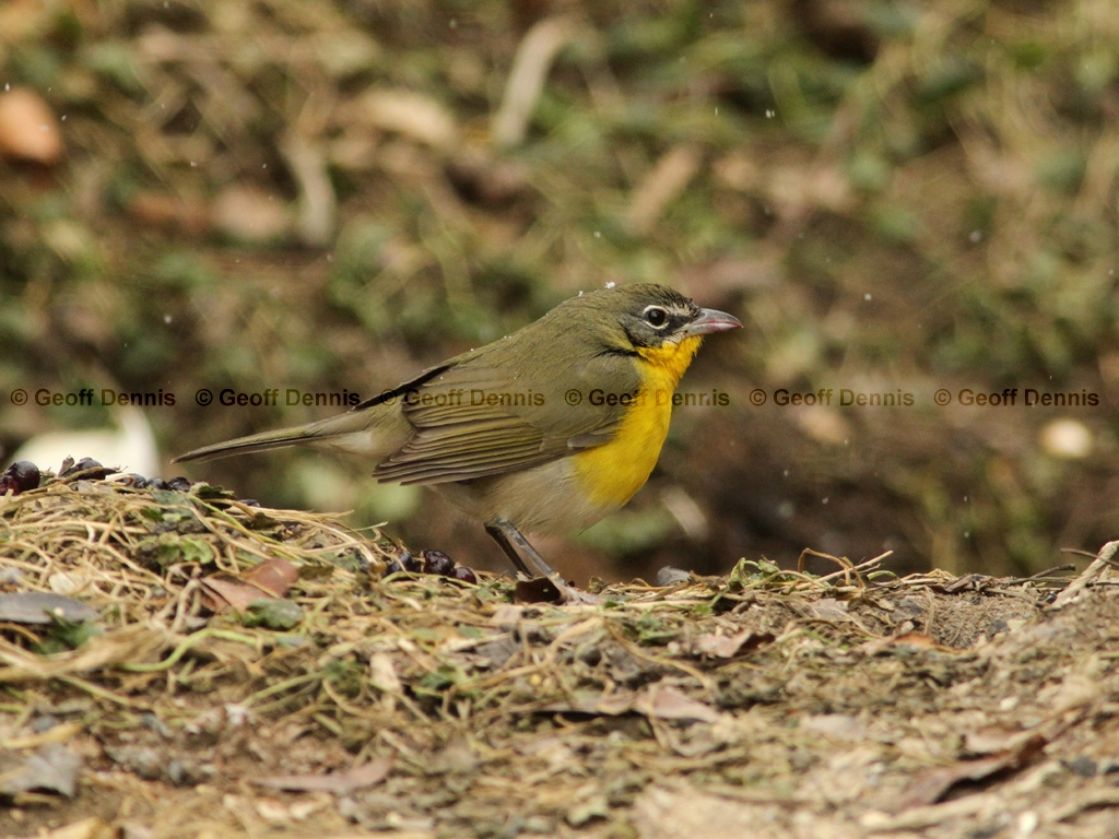 YBCH-AO_Yellow-breasted-Chat