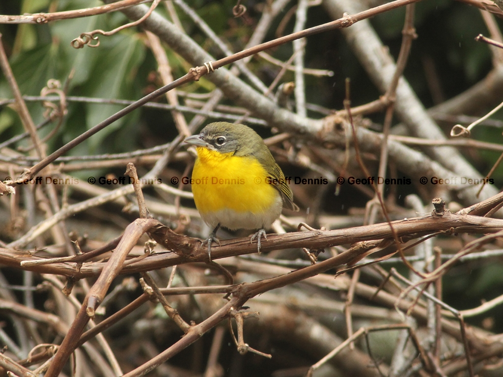 YBCH-AP_Yellow-breasted-Chat