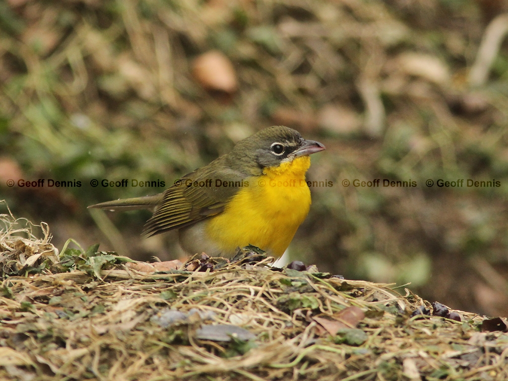 YBCH-AQ_Yellow-breasted-Chat