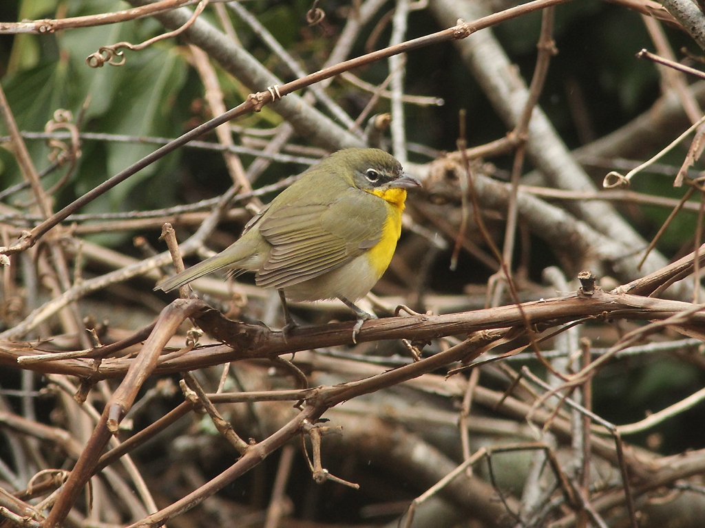 YBCH-AR_Yellow-breasted-Chat