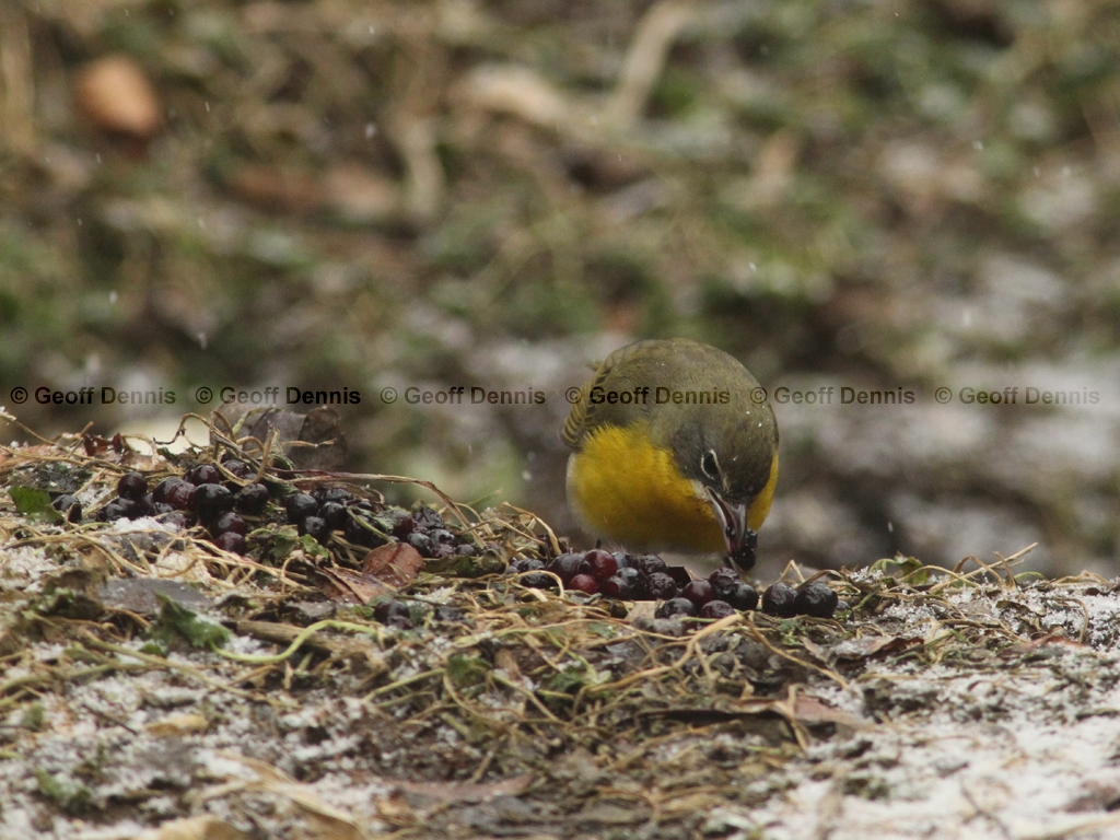 YBCH-AS_Yellow-breasted-Chat