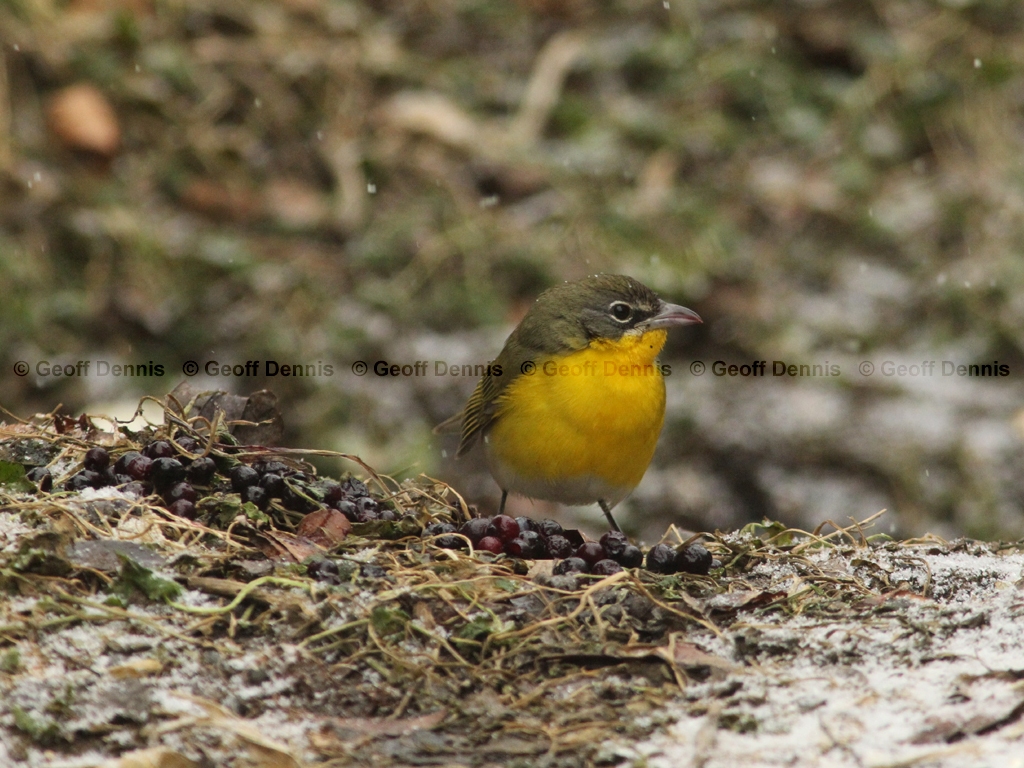 YBCH-AT_Yellow-breasted-Chat