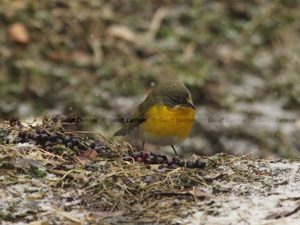 YBCH-AU_Yellow-breasted-Chat