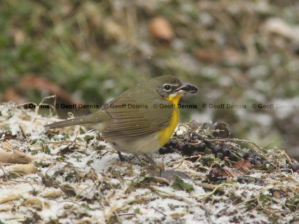 YBCH-AV_Yellow-breasted-Chat