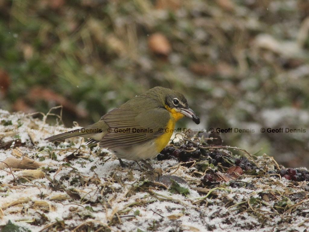 YBCH-AW_Yellow-breasted-Chat