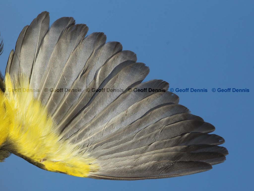 YBCH-AX_Yellow-breasted-Chat