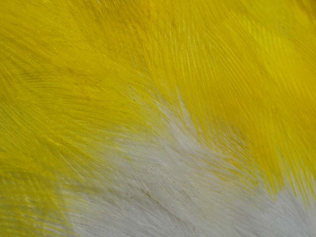 YBCH-AZ_Yellow-breasted-Chat