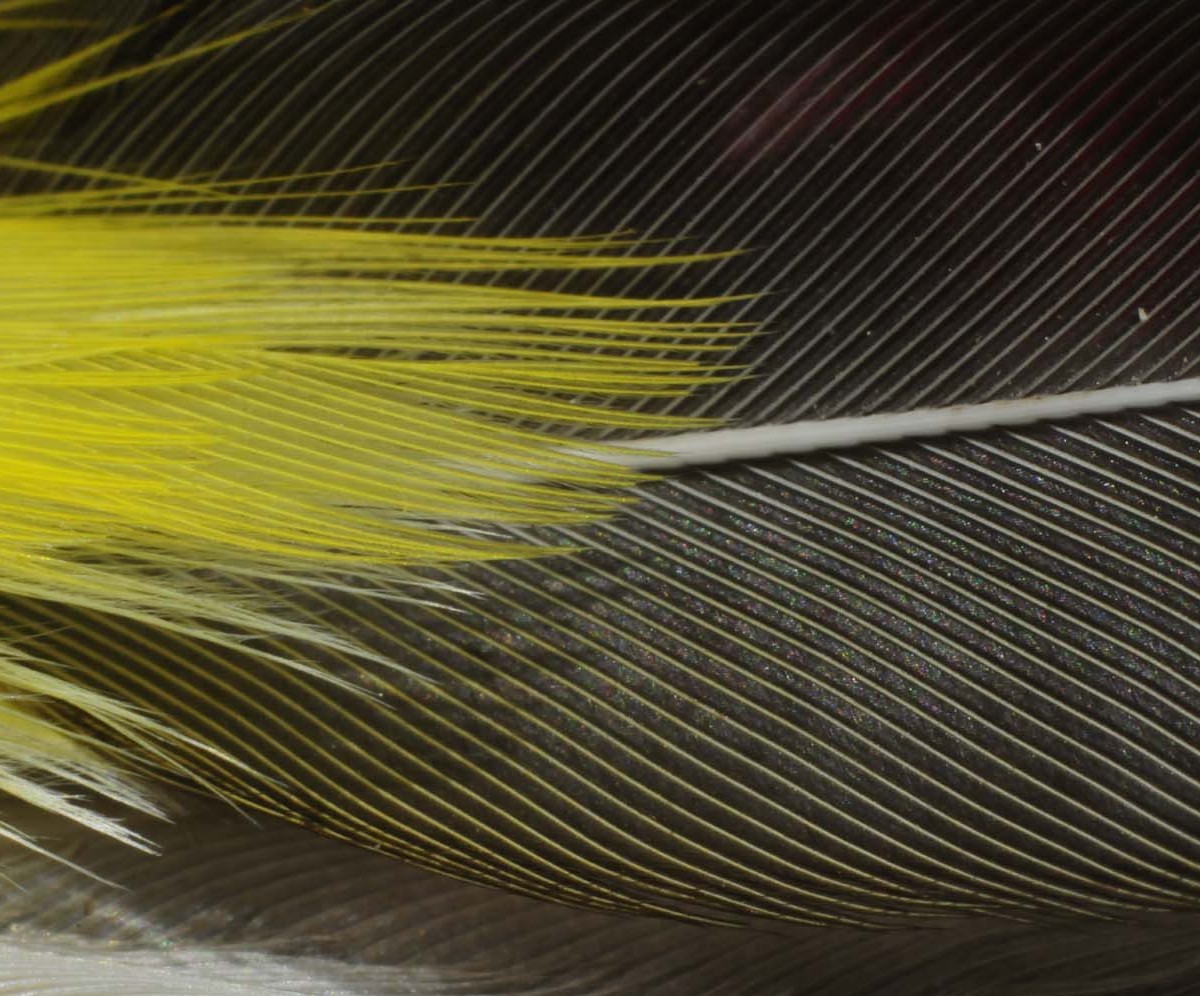 YBCH-BA_Yellow-breasted-Chat
