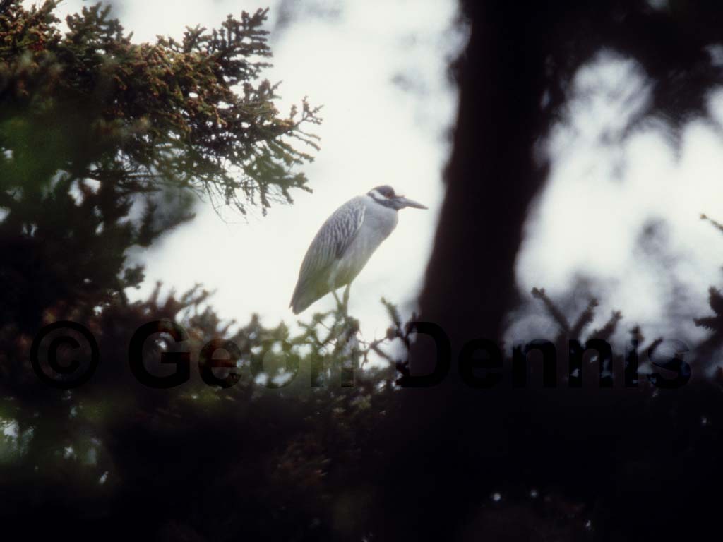 YCNH-AA_Yellow-crowned-Night-Heron