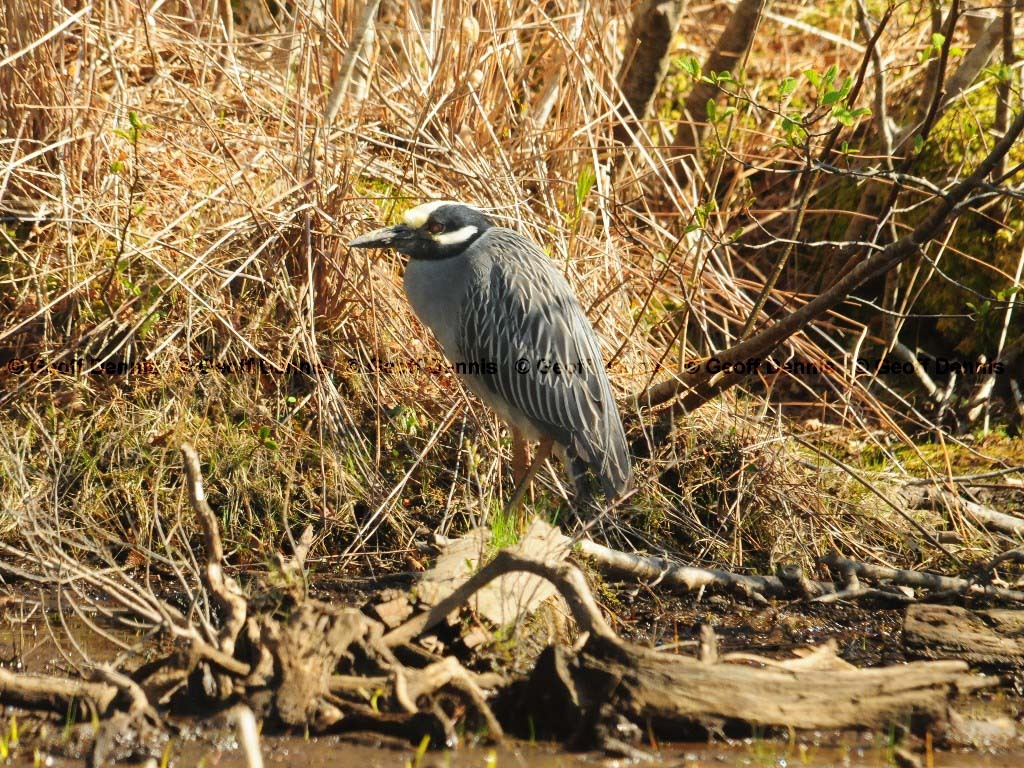 YCNH-AB_Yellow-crowned-Night-Heron