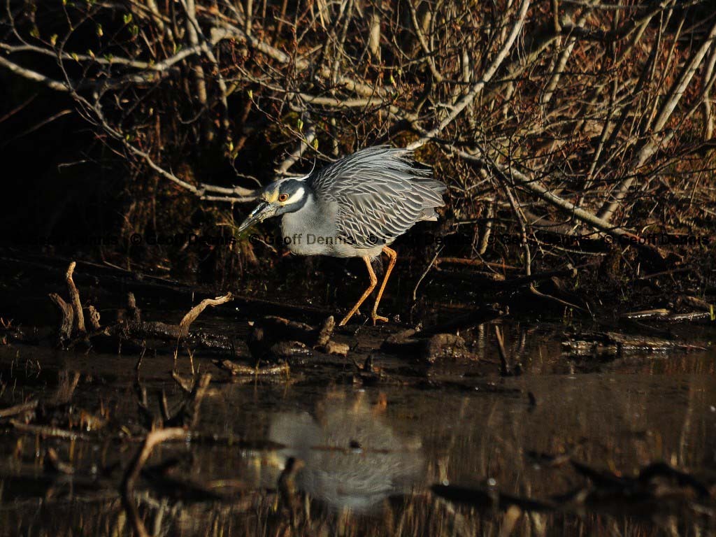 YCNH-AC_Yellow-crowned-Night-Heron