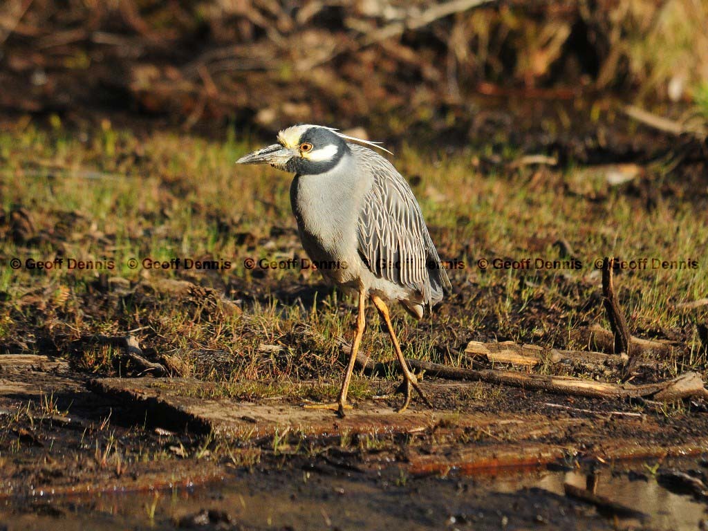 YCNH-AD_Yellow-crowned-Night-Heron