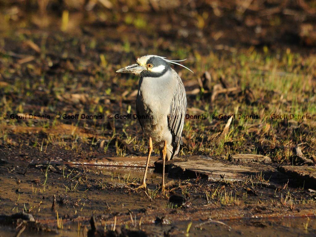 YCNH-AE_Yellow-crowned-Night-Heron