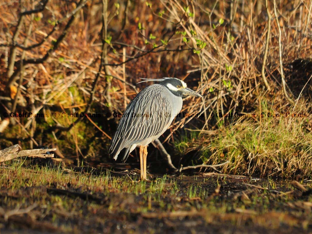 YCNH-AF_Yellow-crowned-Night-Heron