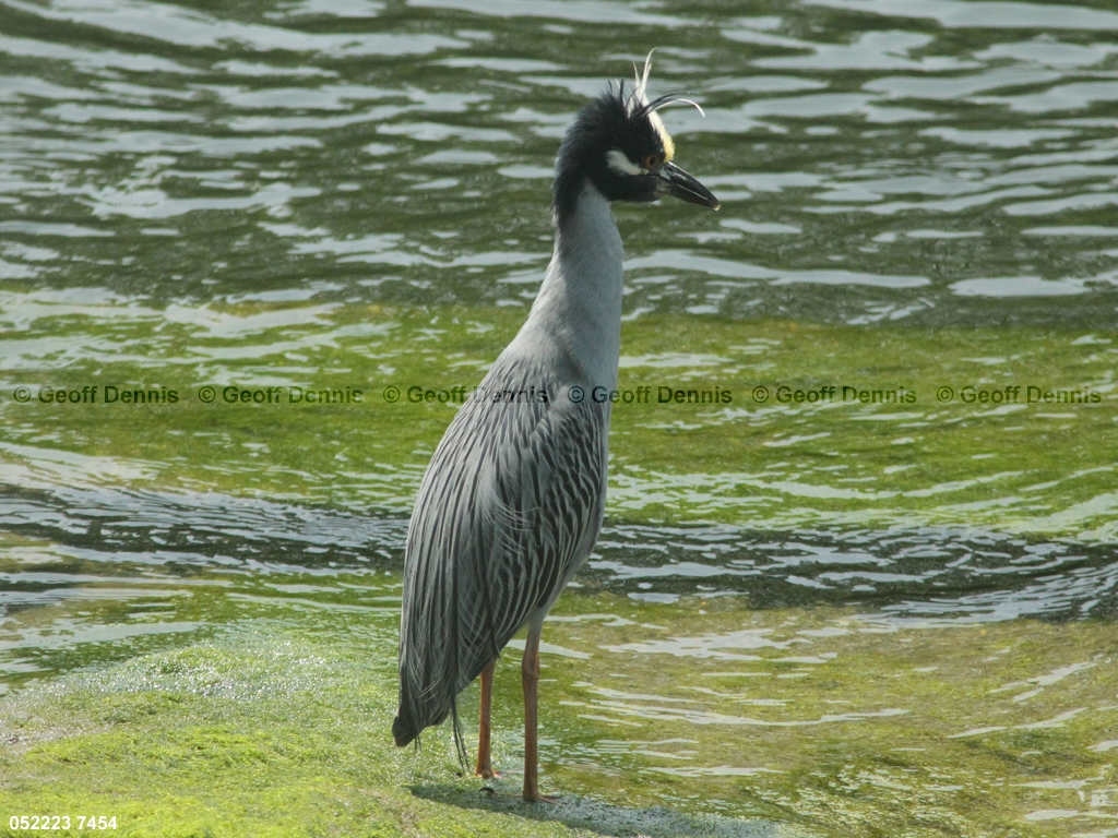 YCNH-AG_Yellow-crowned-Night-Heron