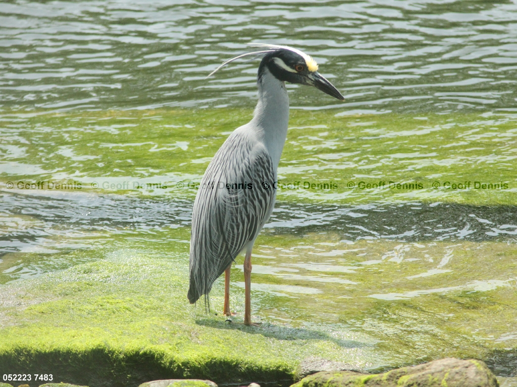 YCNH-AH_Yellow-crowned-Night-Heron
