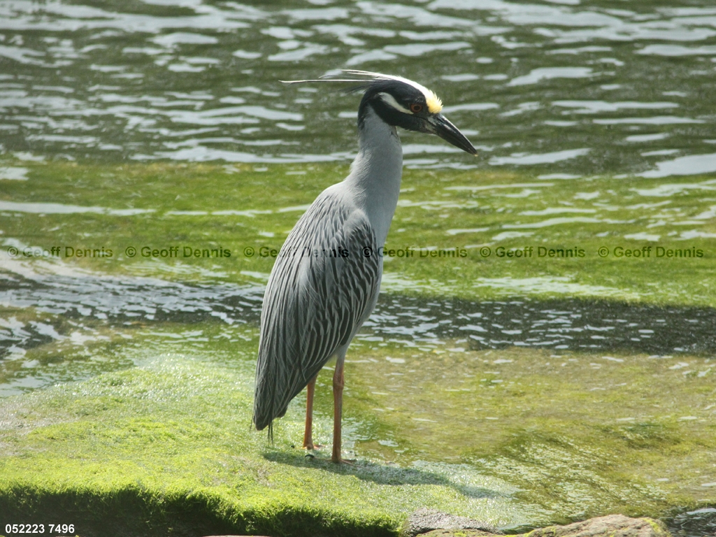 YCNH-AI_Yellow-crowned-Night-Heron